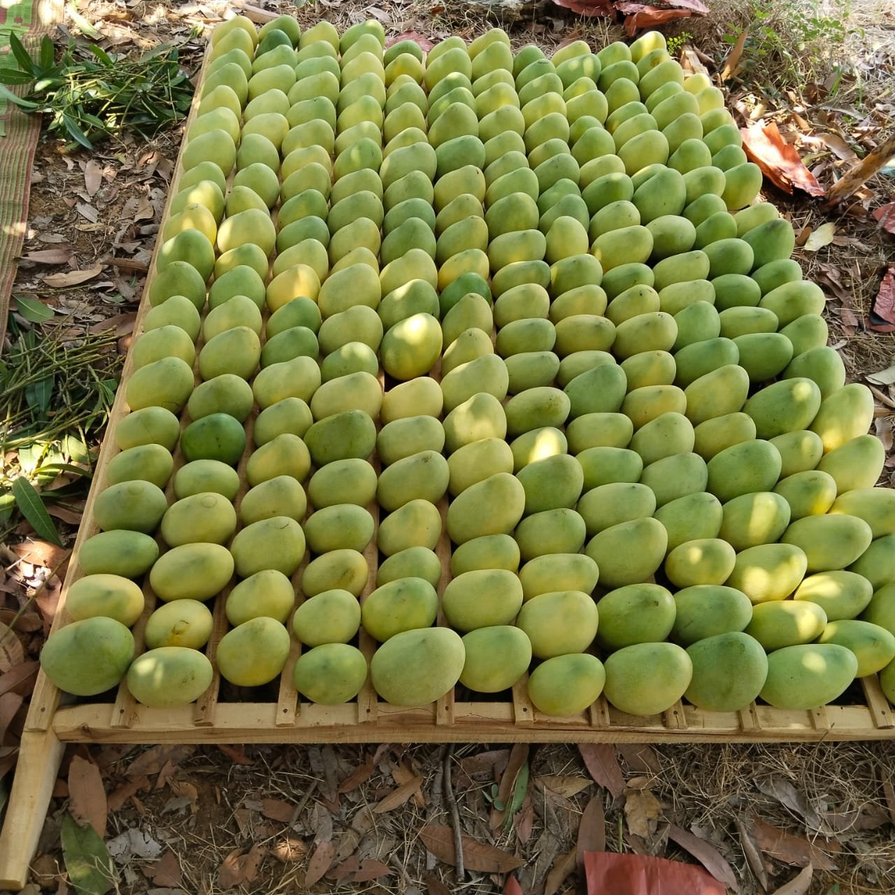 Banginapalli